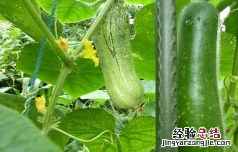 如何提高冬瓜坐果率 冬瓜怎样提高坐瓜率