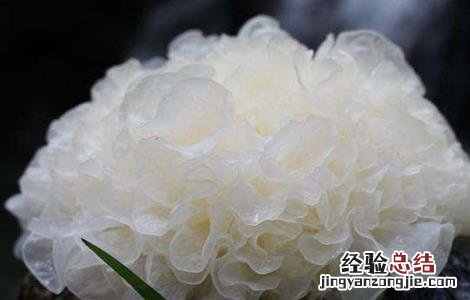 银耳如何培育的 银耳如何培育