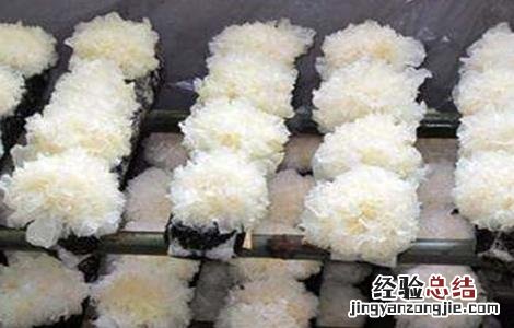 银耳如何培育的 银耳如何培育