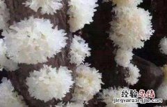 银耳如何培育的 银耳如何培育