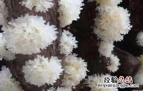 银耳如何培育的 银耳如何培育