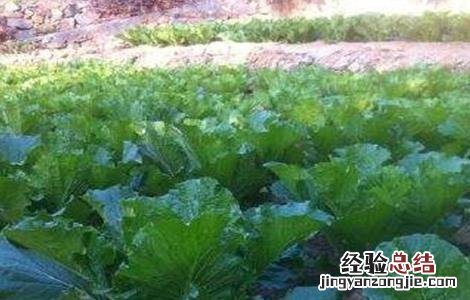 秋季大白菜苗期管理要点 秋季大白菜种植技术与管理