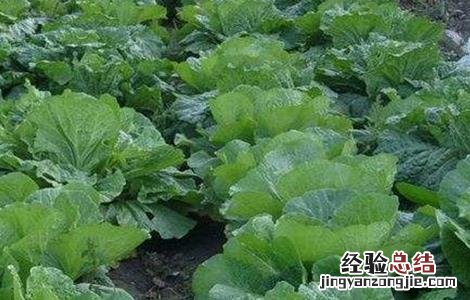 秋季大白菜苗期管理要点 秋季大白菜种植技术与管理