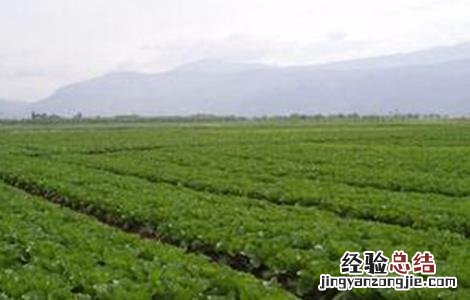 秋季大白菜苗期管理要点 秋季大白菜种植技术与管理