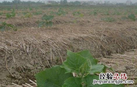 冬瓜定植后如何管理 冬瓜什么时候定植