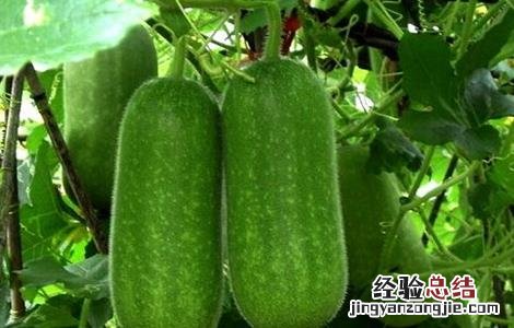 冬瓜定植后如何管理 冬瓜什么时候定植