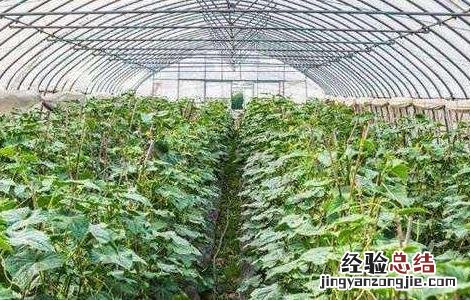 大棚豆角施肥技术 大棚豆角什么时候追肥