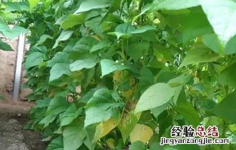 大棚豆角施肥技术 大棚豆角什么时候追肥
