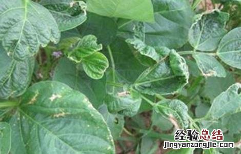 大棚豆角施肥技术 大棚豆角什么时候追肥