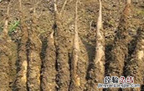山药根腐病的防治措施是什么 山药根腐病的防治措施