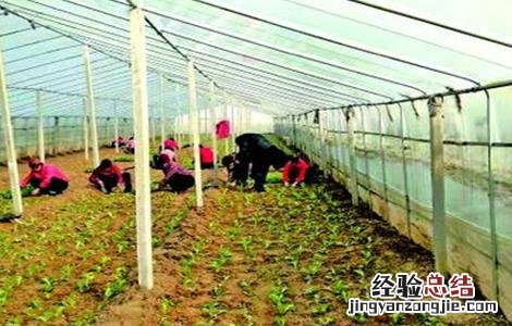 大棚娃娃菜种植管理技巧 大棚娃娃菜种植技术