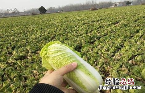 大棚娃娃菜种植管理技巧 大棚娃娃菜种植技术