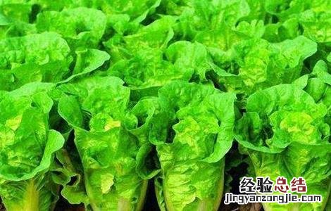 大棚娃娃菜种植管理技巧 大棚娃娃菜种植技术