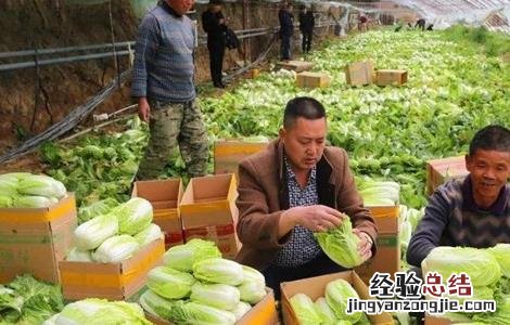 大棚娃娃菜种植管理技巧 大棚娃娃菜种植技术