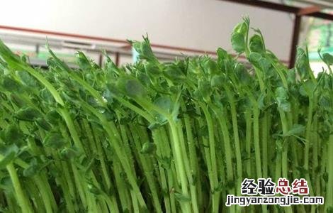 豌豆芽苗菜种植方法 豌豆芽苗菜种植方法图解