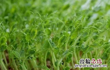 豌豆芽苗菜种植方法 豌豆芽苗菜种植方法图解