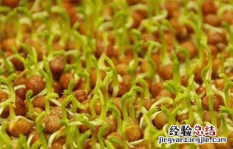 豌豆芽苗菜种植方法 豌豆芽苗菜种植方法图解