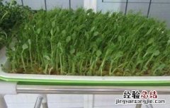 豌豆芽苗菜种植方法 豌豆芽苗菜种植方法图解