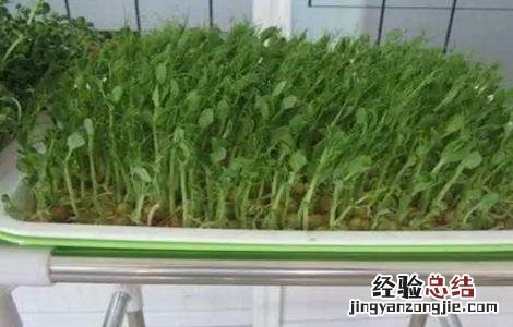豌豆芽苗菜种植方法 豌豆芽苗菜种植方法图解