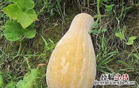 南瓜怎么储存不会烂 南瓜该怎么储存