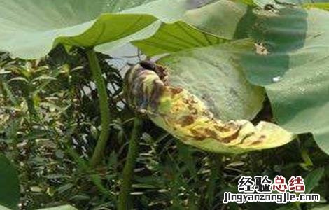 连藕的副作用 莲藕连作有什么危害