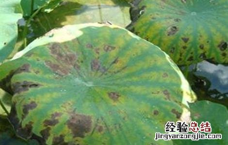 连藕的副作用 莲藕连作有什么危害