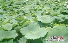 连藕的副作用 莲藕连作有什么危害