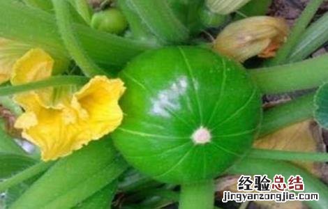 秋季西葫芦高产栽培技术 西葫芦秋季高效栽培技术