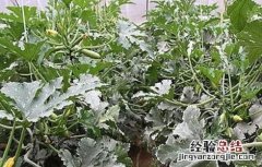 秋季西葫芦高产栽培技术 西葫芦秋季高效栽培技术