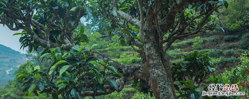 茶树分品种吗 茶树品种和茶叶品种