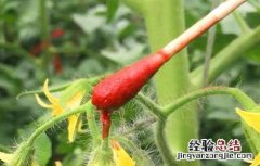 番茄点花药加了颜色能放多久 番茄点花药要怎么用