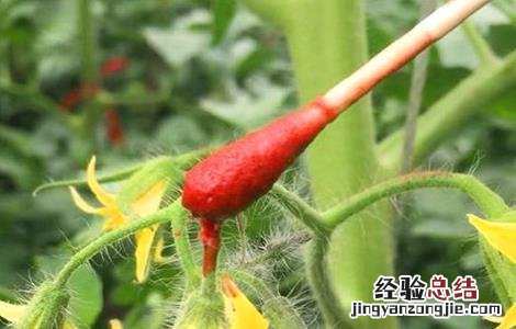 番茄点花药加了颜色能放多久 番茄点花药要怎么用