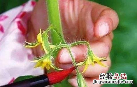 番茄点花药加了颜色能放多久 番茄点花药要怎么用