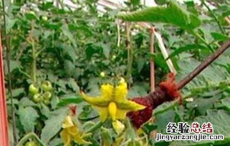 番茄点花药加了颜色能放多久 番茄点花药要怎么用