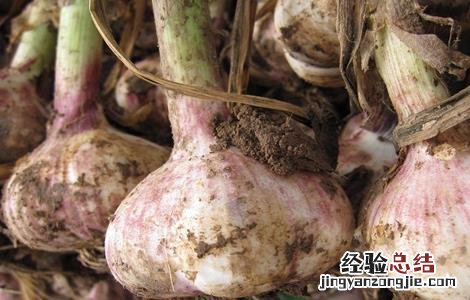 紫皮大蒜退化原因及防治措施 紫皮大蒜退化原因及防治措施视频