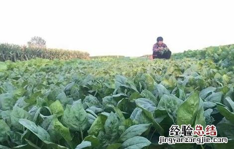 秋菠菜种植技术和时间 秋菠菜什么时候种植