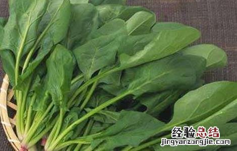 秋菠菜种植技术和时间 秋菠菜什么时候种植