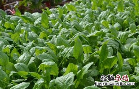 秋菠菜种植技术和时间 秋菠菜什么时候种植
