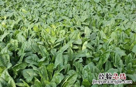 秋菠菜种植技术和时间 秋菠菜什么时候种植