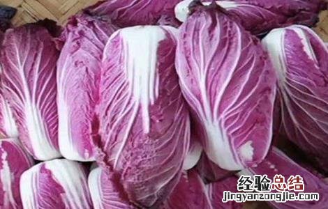 紫白菜种植季节和方法 紫白菜种植时间和方法