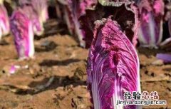 紫白菜种植季节和方法 紫白菜种植时间和方法