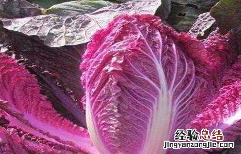 紫白菜种植季节和方法 紫白菜种植时间和方法