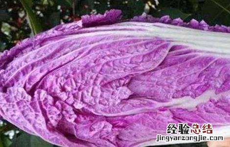 紫白菜种植季节和方法 紫白菜种植时间和方法