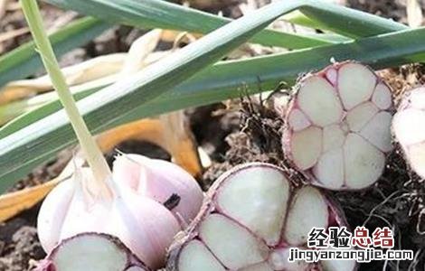 紫皮大蒜怎么种植 紫皮大蒜种植时间和方法