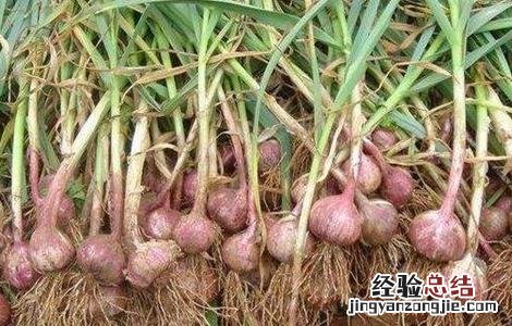 紫皮大蒜怎么种植 紫皮大蒜种植时间和方法