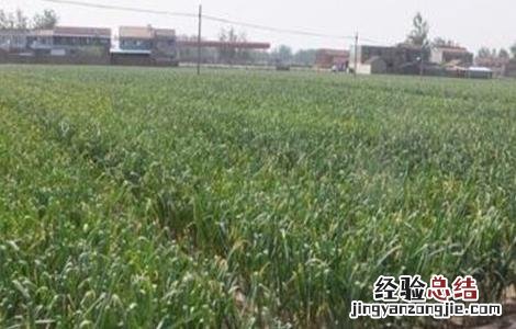 紫皮大蒜怎么种植 紫皮大蒜种植时间和方法