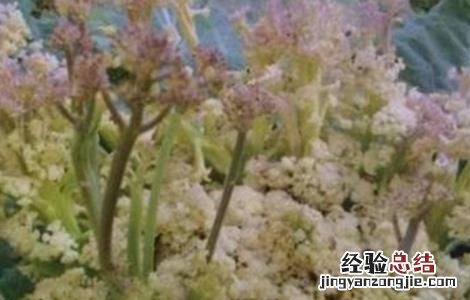 花椰菜早花原因及防治方法 花椰菜出现早花的原因