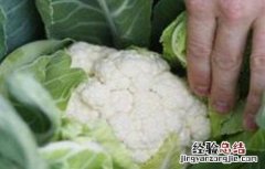 花椰菜早花原因及防治方法 花椰菜出现早花的原因