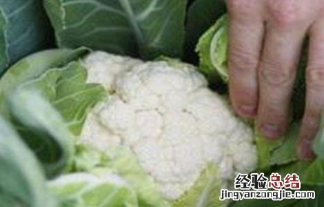 花椰菜早花原因及防治方法 花椰菜出现早花的原因