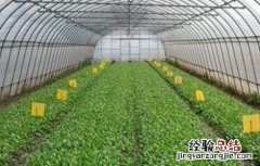 温室大棚蔬菜灭虫方法 蔬菜大棚如何消毒
